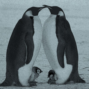 Polar Explorer Family Membership