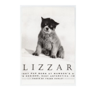 TEA TOWEL - BLIZZARD PUPPY