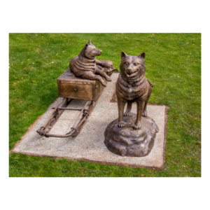 POSTCARD BRONZE HUSKIES CLOSE UP
